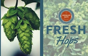 The 411 On Fresh Hop Beers The Growler Guys