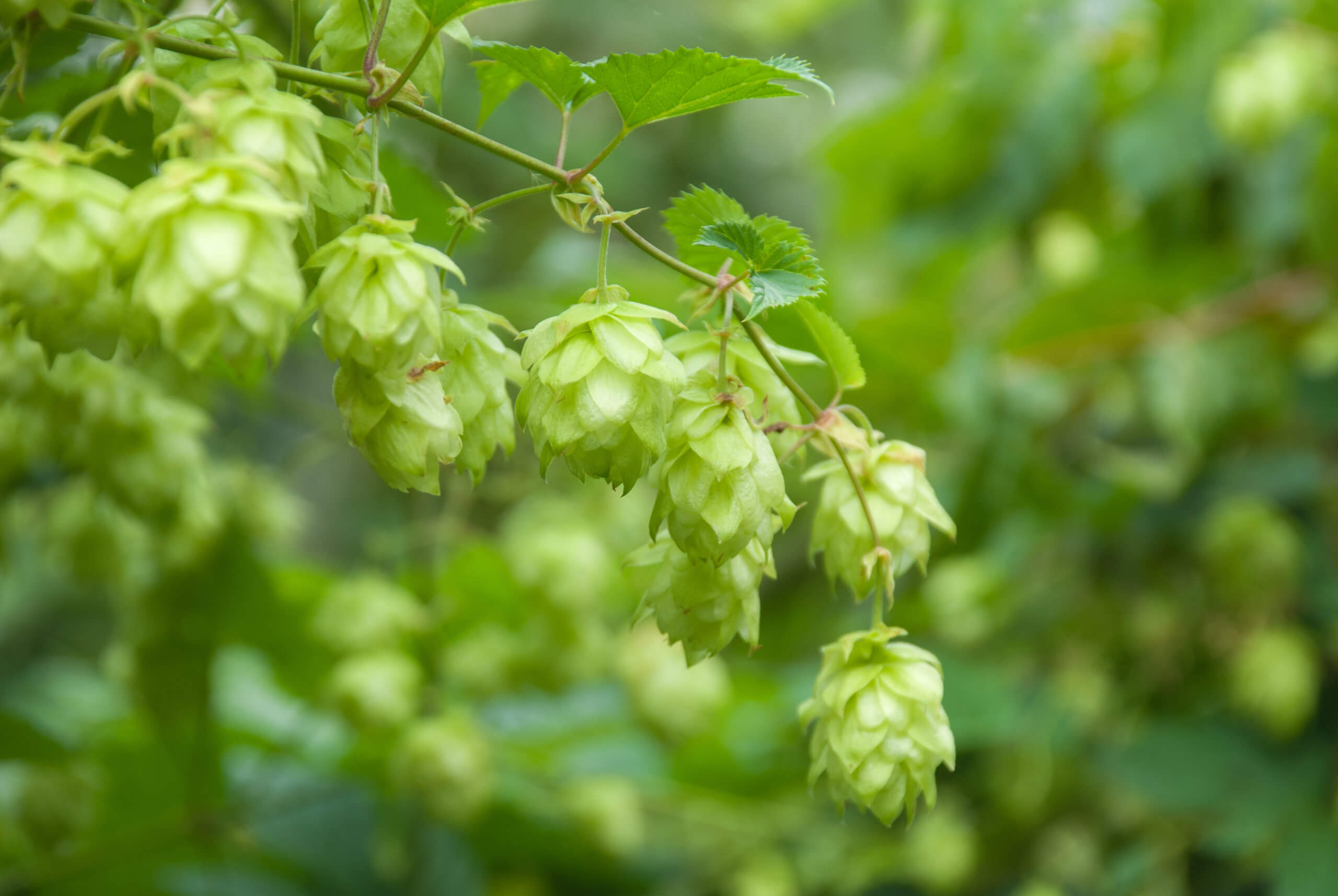 The Story of Cascade Hops • The Growler Guys