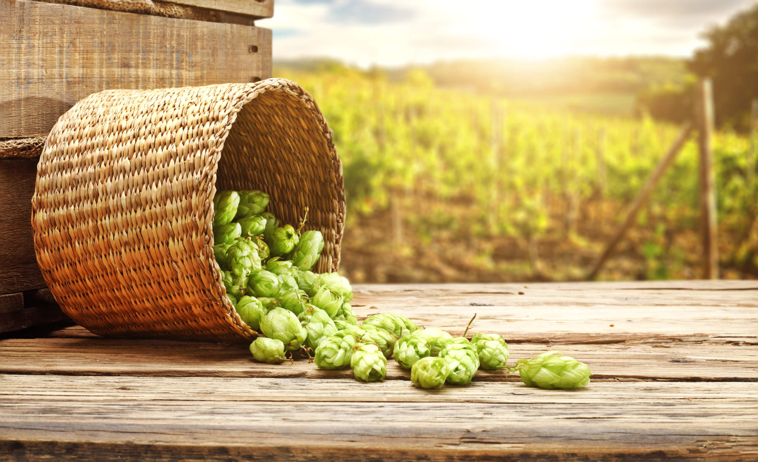 What is a Fresh Hop Beer? • The Growler Guys